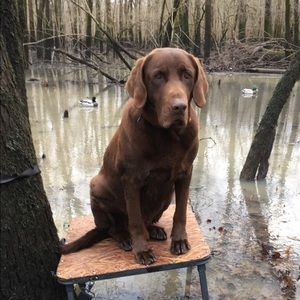 Meet your Posher, Austin